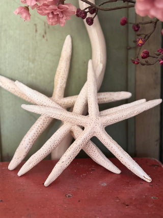 SanDahlia schelpen Zeester set van 3 Zeester set van 3