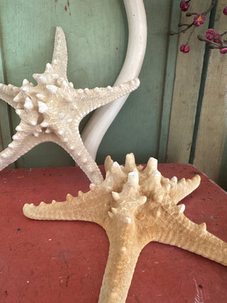 SanDahlia nautica Zeester Zeester