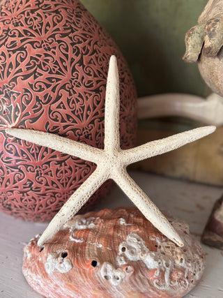 SanDahlia schelpen Zeester set van 3 Zeester set van 3