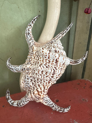 SanDahlia schelpen Schelp Lambis Chiagra Schelp Lambis Chiagra