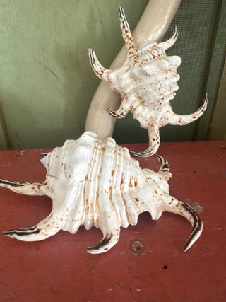 Schelp Lambis Chiagra S