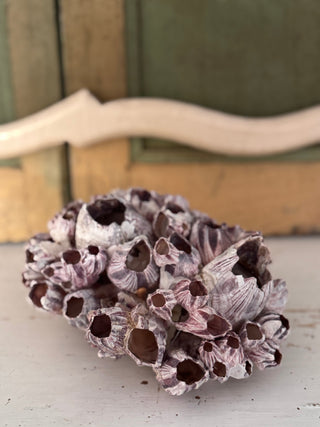 SanDahlia schelpen Zeepokke roze zeetulp cluster Zeepokke roze zeetulp cluster