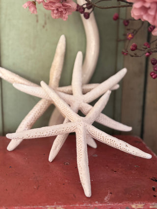 SanDahlia schelpen Zeester set van 3 Zeester set van 3