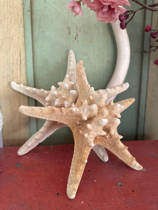 SanDahlia nautica Zeester Zeester