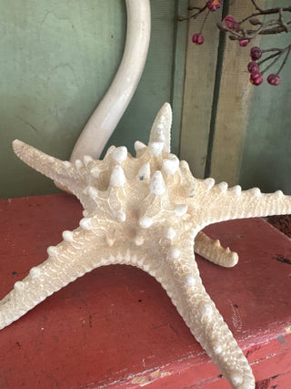 SanDahlia nautica Zeester Zeester