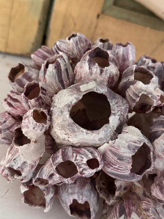 SanDahlia schelpen Zeepokke roze zeetulp cluster Zeepokke roze zeetulp cluster