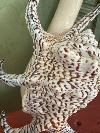 Schelp Lambis Chiagra