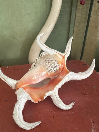 SanDahlia schelpen Schelp Lambis Chiagra Schelp Lambis Chiagra