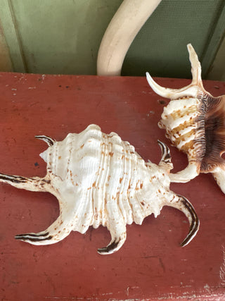 Schelp Lambis Chiagra S