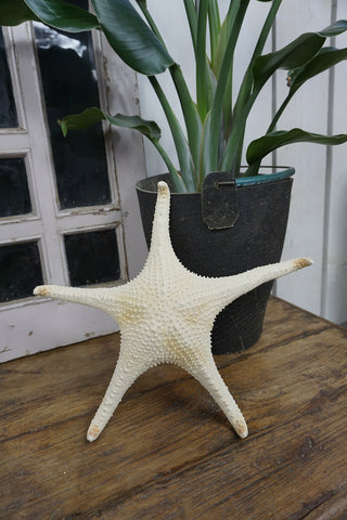 SanDahlia zeester Zeester XL Zeester XL