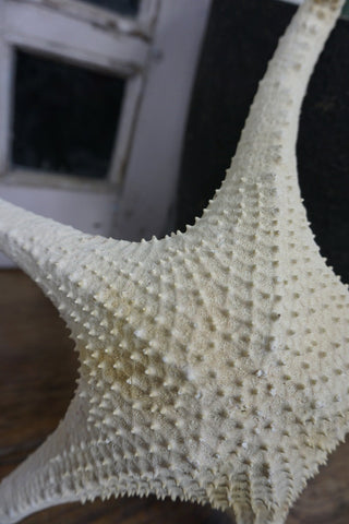 SanDahlia zeester Zeester XL Zeester XL