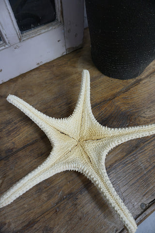 SanDahlia zeester Zeester XL Zeester XL