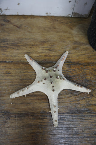 SanDahlia Strand & So Zeester M Zeester M