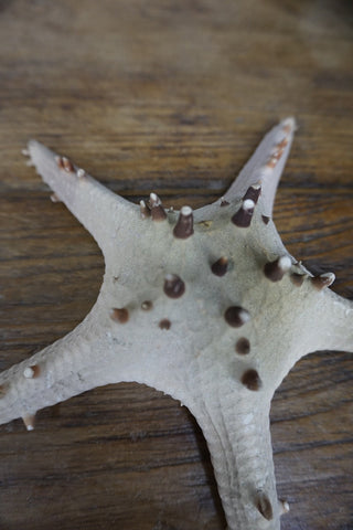 SanDahlia Strand & So Zeester M Zeester M