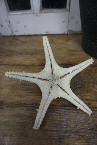 SanDahlia Strand & So Zeester M Zeester M