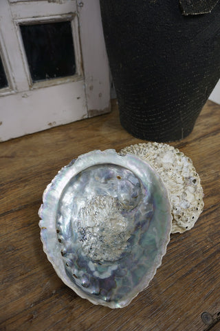 SanDahlia schelpen Abalone schelp Abalone schelp