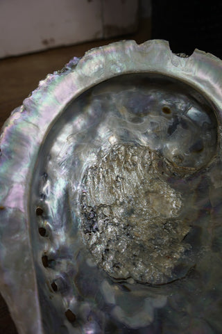 SanDahlia schelpen Abalone schelp Abalone schelp