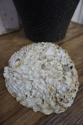 SanDahlia schelpen Abalone schelp Abalone schelp