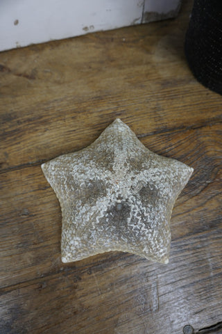 SanDahlia zeester Zeester bol L Zeester bol L