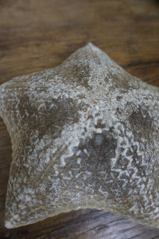 SanDahlia zeester Zeester bol L Zeester bol L