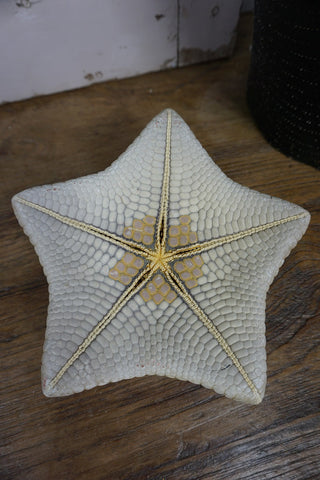 SanDahlia zeester Zeester bol L Zeester bol L