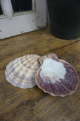 SanDahlia Strand & So Schelp Schelp