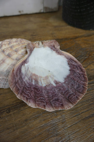 SanDahlia Strand & So Schelp Schelp