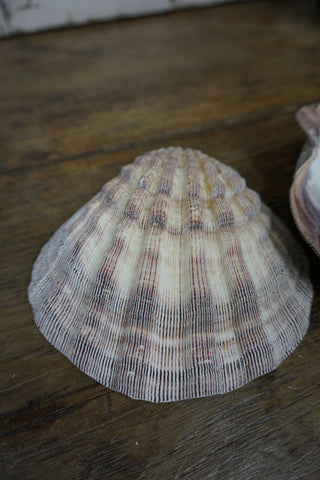 SanDahlia Strand & So Schelp Schelp