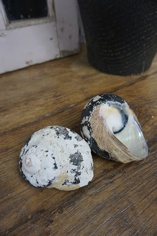 SanDahlia schelpen Schelp zwart - wit Schelp zwart - wit