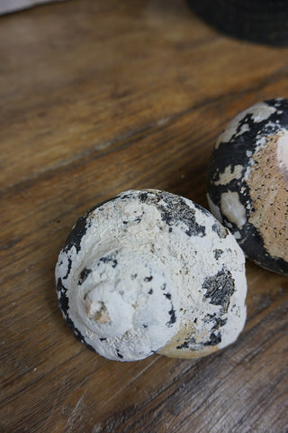 SanDahlia schelpen Schelp zwart - wit Schelp zwart - wit