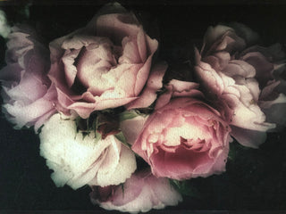 SanDahlia deurmat Deurmat rozen