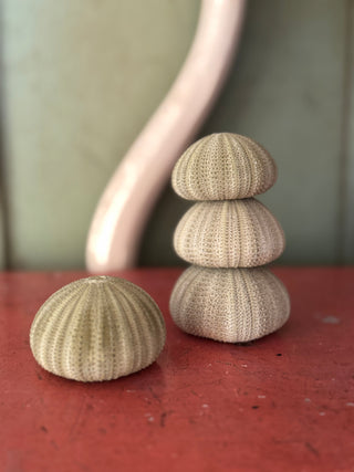 SanDahlia schelpen Zee egel set van 3 groen Zee egel set van 3 groen