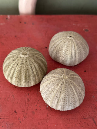 SanDahlia schelpen Zee egel set van 3 groen Zee egel set van 3 groen