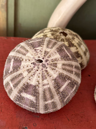 SanDahlia schelpen Zee egel set van 3  groen-lila Alphonse Zee egel set van 3  groen-lila Alphonse