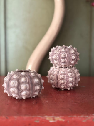 SanDahlia schelpen Zee egel Heterocentrotus (Spoetnik ) Zee egel Heterocentrotus (Spoetnik )