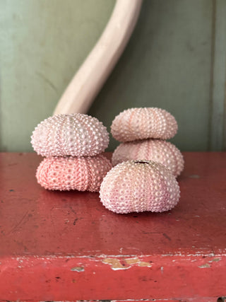 SanDahlia schelpen Zee egel set van 5 zacht roze Zee egel set van 5 zacht roze