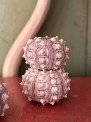 SanDahlia schelpen Zee egel Heterocentrotus (Spoetnik ) Zee egel Heterocentrotus (Spoetnik )