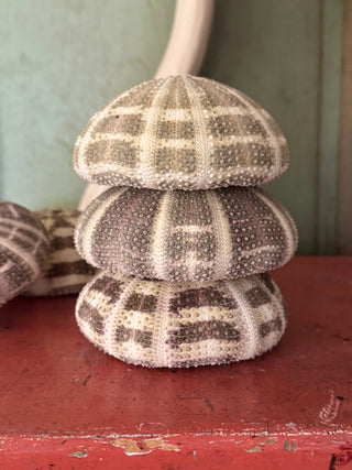 SanDahlia schelpen Zee egel set van 3  groen-lila Alphonse Zee egel set van 3  groen-lila Alphonse