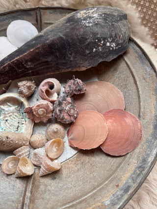 SanDahlia schelpen Schelpen mix Schelpen mix