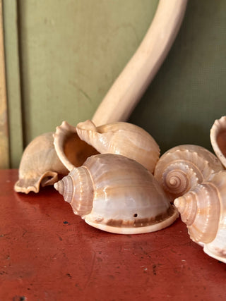 SanDahlia schelpen Schelp Cassis Bandatum Schelp Cassis Bandatum