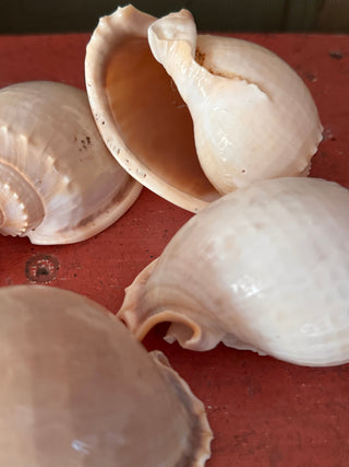 SanDahlia schelpen Schelp Cassis Bandatum Schelp Cassis Bandatum