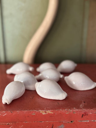 SanDahlia schelpen Schelp Cypraea Ovula ovum Egg Cowrie Schelp Cypraea Ovula ovum Egg Cowrie