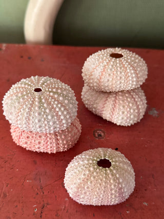 SanDahlia schelpen Zee egel set van 5 zacht roze Zee egel set van 5 zacht roze