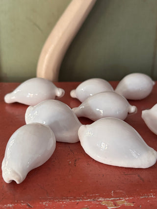 SanDahlia schelpen Schelp Cypraea Ovula ovum Egg Cowrie Schelp Cypraea Ovula ovum Egg Cowrie