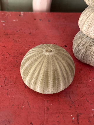 SanDahlia schelpen Zee egel set van 3 groen Zee egel set van 3 groen