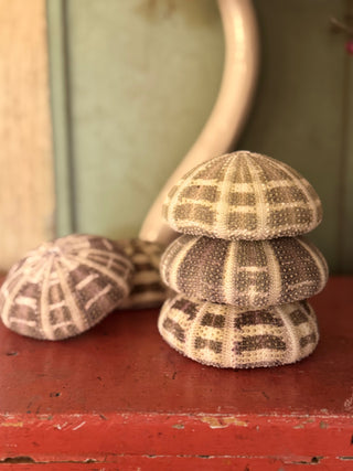 SanDahlia schelpen Zee egel set van 3  groen-lila Alphonse Zee egel set van 3  groen-lila Alphonse