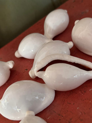 SanDahlia schelpen Schelp Cypraea Ovula ovum Egg Cowrie Schelp Cypraea Ovula ovum Egg Cowrie