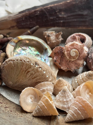 SanDahlia schelpen Schelpen mix Schelpen mix