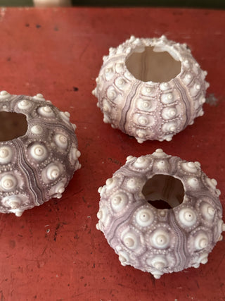 SanDahlia schelpen Zee egel Heterocentrotus (Spoetnik ) Zee egel Heterocentrotus (Spoetnik )