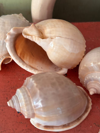 SanDahlia schelpen Schelp Cassis Bandatum Schelp Cassis Bandatum